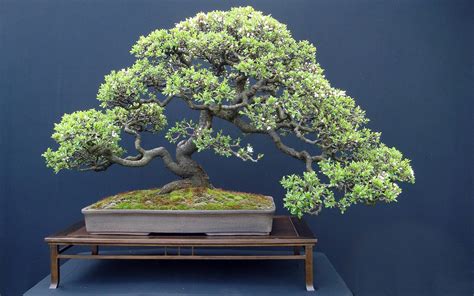 Japanese Bonsai Wallpapers - Top Free Japanese Bonsai Backgrounds - WallpaperAccess