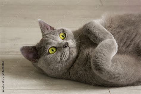 Portrait of a british shorthair cat with expressive green eyes, that's laying on the floor ...