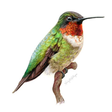 Hummingbird Illustration | Hummingbird illustration, Bird drawings, Bird watercolor paintings