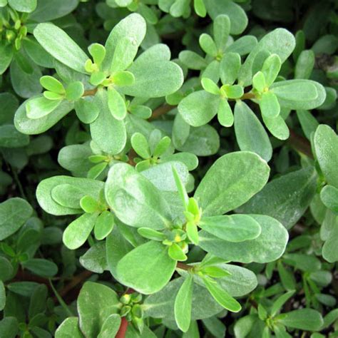 Common Purslane Cultivation,Uses And Its Impacts - Veggies Info | Veggies Info