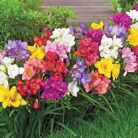 Mixed Double Freesia Bulbs - Double Flowering (size 5/6) - Delivery Included | eBay | Луковичные ...