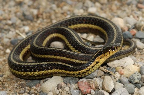 ID Help on Michigan Colubrid - just another Thamnophis? - Field Herp Forum