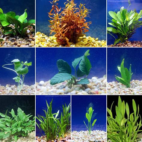 Large Live Aquarium Plant Bundle | Plants for Discus Tanks