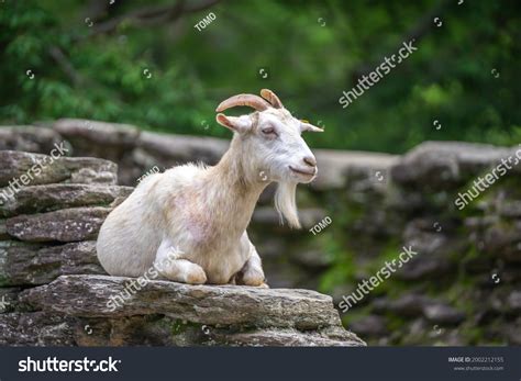 7,517 Close Up Goat Face Images, Stock Photos & Vectors | Shutterstock