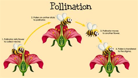 Pollination Illustrations, Royalty-Free Vector Graphics & Clip Art - iStock