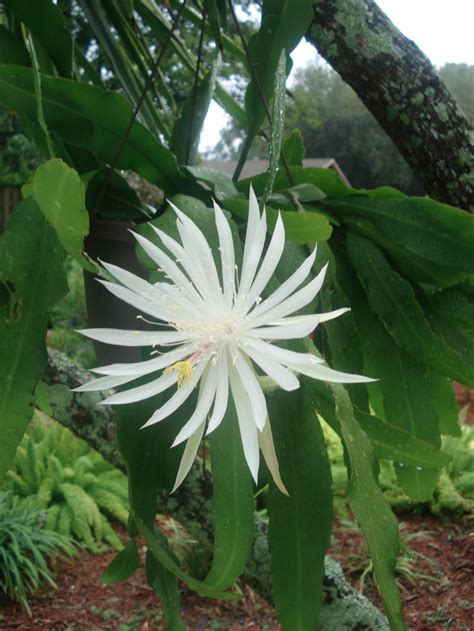 Night Blooming Orchid Cactus | Beautiful flowers | Pinterest