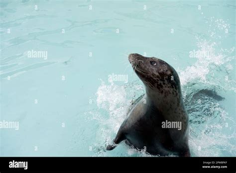 Seal at Skegness Natureland & Seal Sanctuary in Skegness, Lincolnshire ...