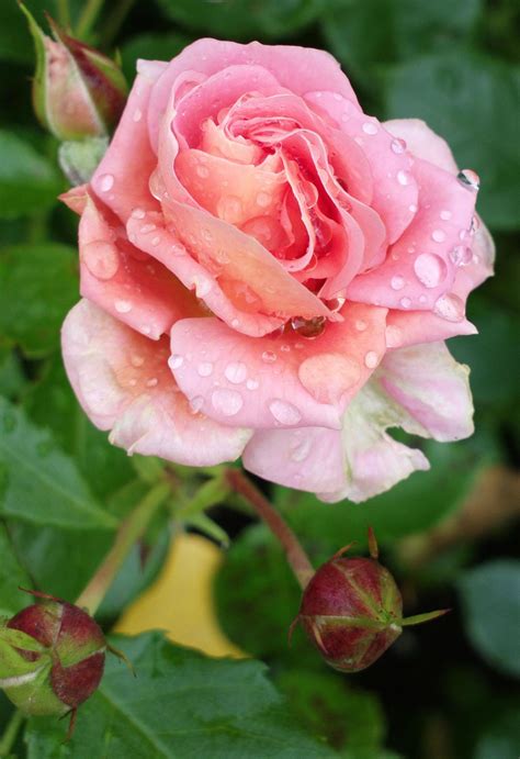 A rose called 'Geisha' | Rose, Best roses, Beautiful roses