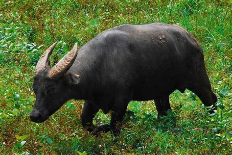 Water Buffalo - History & Unique Characteristics Explained