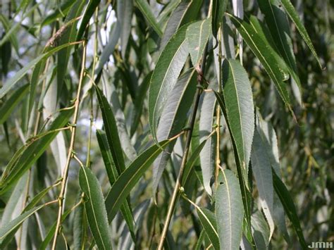 White willow | The Morton Arboretum