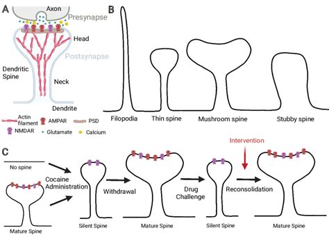 Dendritic Spine Synapse