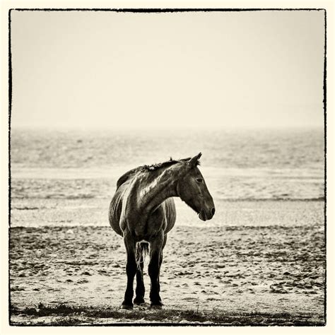 I Took Pictures Of Wild Horses In South Africa, Here Are 27 Of Them | Bored Panda