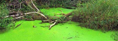 4 Different Types Of Pond Algae (With Pictures) | Aqua Movement