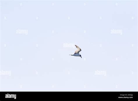 A tern flying in Bicol, Philippines Stock Photo - Alamy