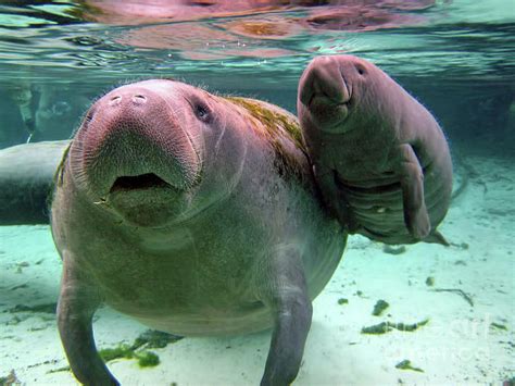 Manatee Mom And Calf Photograph by D Hackett