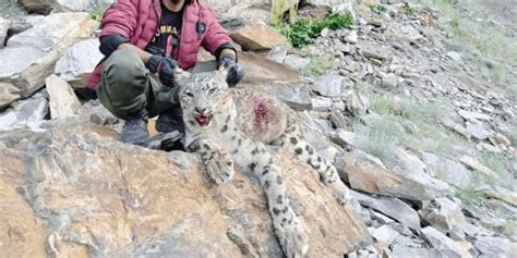 Drivers of snow leopard poaching and illegal trade in Pakistan – Snow Leopard Network