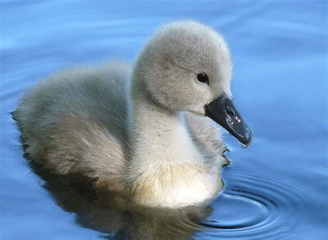 Kempston Rural Primary School - Cygnets