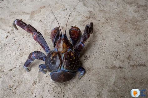 Is Coconut Crab Edible? | 14 Facts You Never Knew About