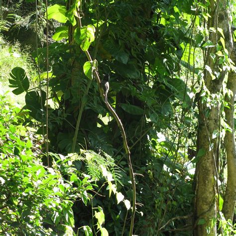 Makiki Forest Preserve - All You Need to Know BEFORE You Go (2024)