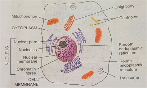 What is The Cytoplasm Class 9 - Definition, Characteristics and 6 Important Functions of ...