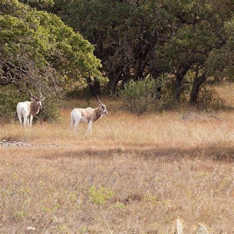 The Most Endangered Animals in Saudi Arabia | Saudi Scoop