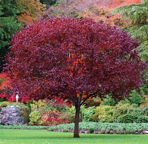 Stunning Trees With Red Leaves: A Colorful Addition to Your Yard - Ames ...