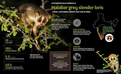 Malabar Grey Slender Loris: Facts, Appearance, Life Span | Roundglass | Sustain