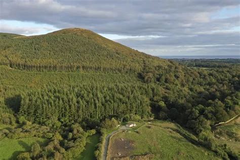 Plan to open ancient woodland to the public for the first time in 500 years - Belfast Live