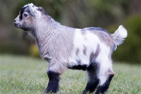 Carlow farm selling adorable pet pygmy goats for as little as €100 - Irish Mirror Online