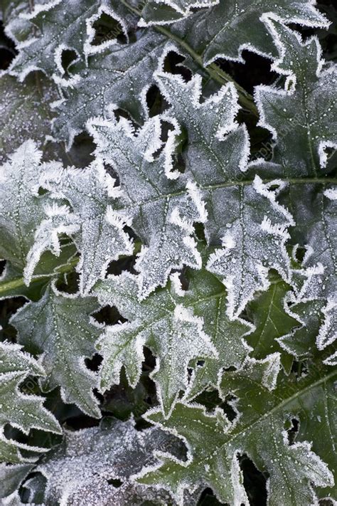 Frost on leaves - Stock Image - B740/0673 - Science Photo Library