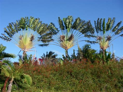 Maui Hawaii trees - palm trees and more - photos