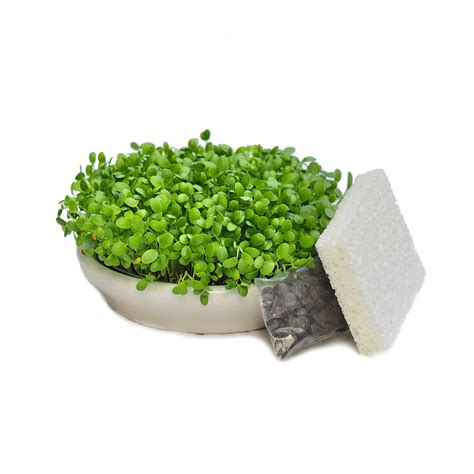 Start kits and grow kits to grow Sprouts and Microgreens in your kitchen.