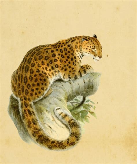 Leopard Vintage Print Free Stock Photo - Public Domain Pictures