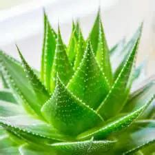 9 Easy Ways To Use Aloe Vera For Acne Scars – Wellness.guide