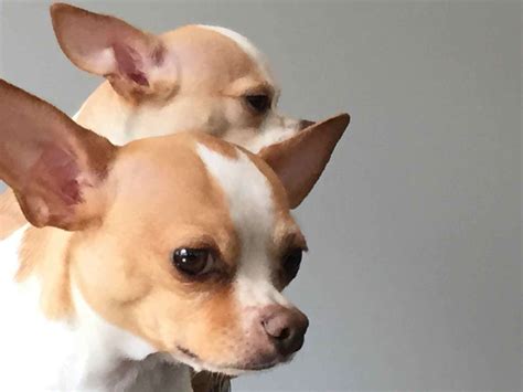 UPDATED! Chihuahua: Breed of the Week - Urban Dog