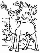 deer hunting coloring Page 576071 sketch template
