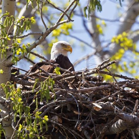 On record, the largest bald eagle nest weighed about two tons! Bold ...