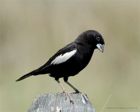 Prairie Nature: Lark Bunting: Male, Female and Molting Plumage