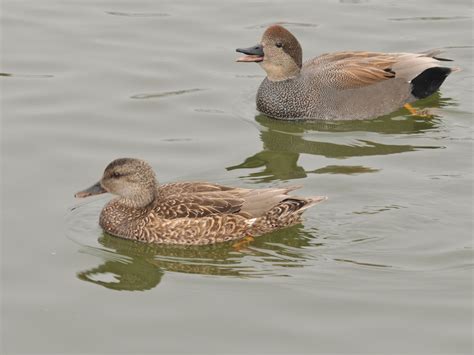 The Online Zoo - Gadwall