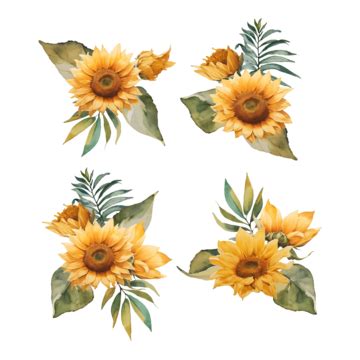 Watercolor Style Sunflower Bouquet Collection Set, Flowers, Sunflowers, Bouquet PNG Transparent ...