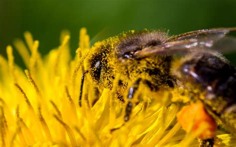 Why Do Bees Buzz? - Quiz | Wonderopolis