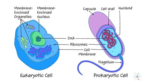 Prokaryotic And Eukaryotic Cells Worksheet – Englishworksheet.my.id