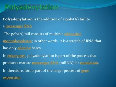 Polyadenylation