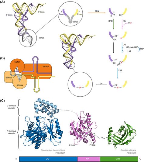 State of knowledge on the fungal tRNA splicing machinery. (A)... | Download Scientific Diagram