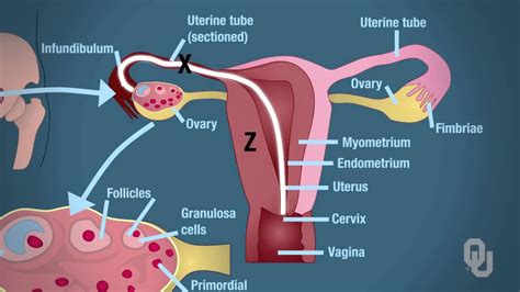 Female Reproductive System