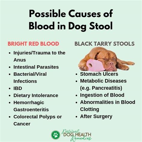 When A Dog Poops Blood What Does That Mean