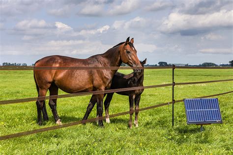 BUILDING AN EFFECTIVE ELECTRIC FENCE FOR HORSES - Fencing and ...