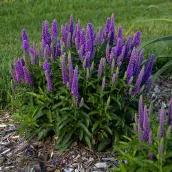 Magic Show® 'Purple Illusion' - Spike Speedwell - Veronica hybrid | Proven Winners