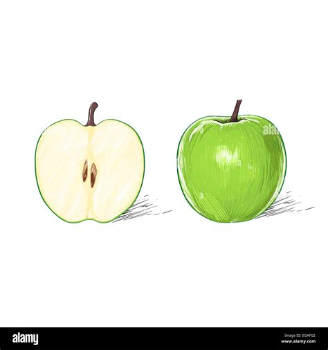 green apple with cut half sketch draw isolated over Stock Photo - Alamy