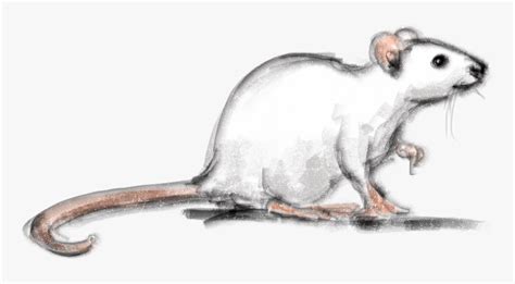 Drawn Rodent Painting - Realistic Mouse Pencil Drawing, HD Png Download ...